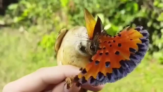 The bird