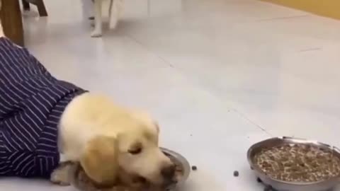 funny cat and dog