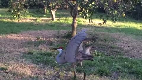 Sandhill Crane Mating Dance