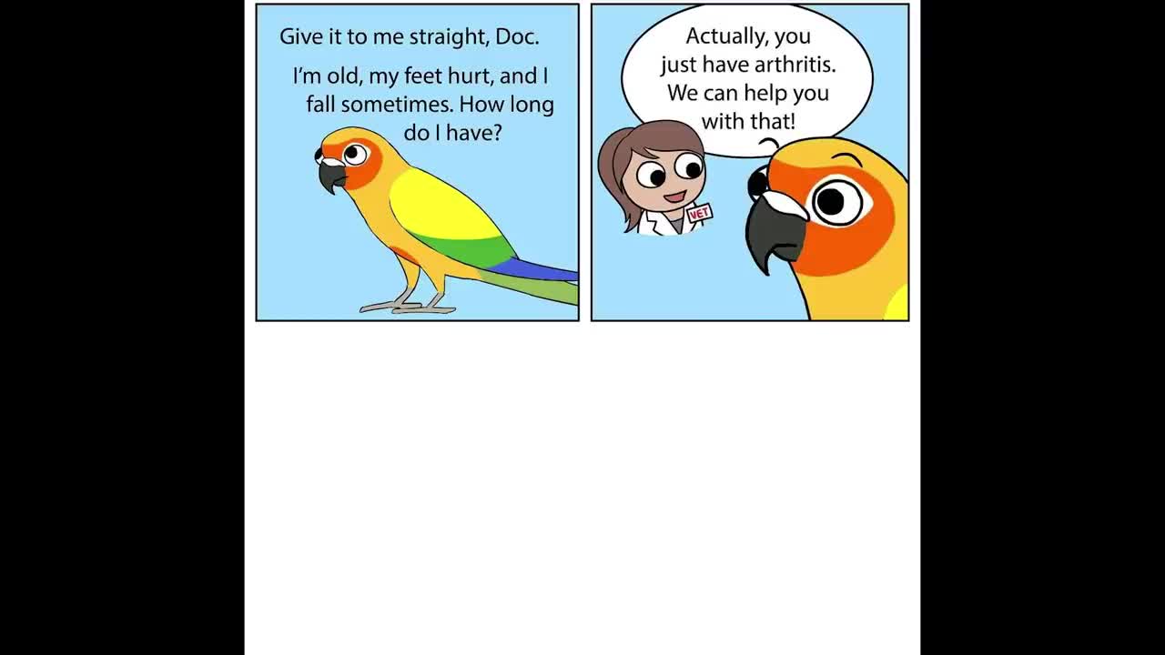 Funny Comics With A Parrot Twist