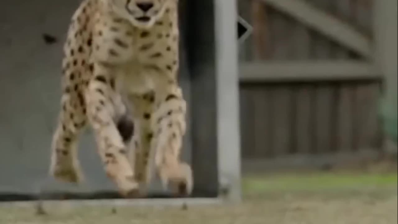 Cheetah | The Fastest Animal On Earth