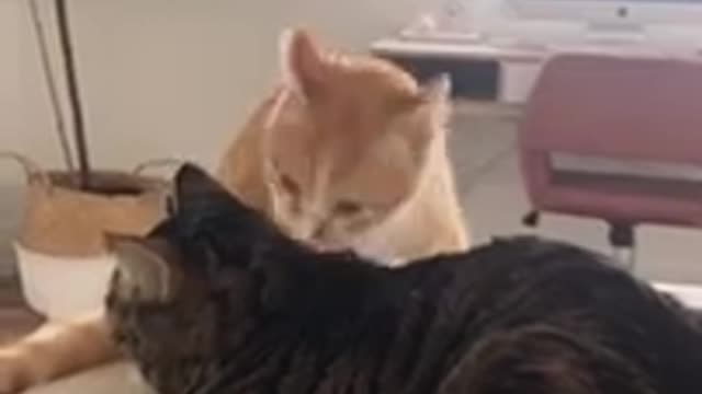 😎Funny Cats Videos Compilation 👴💪