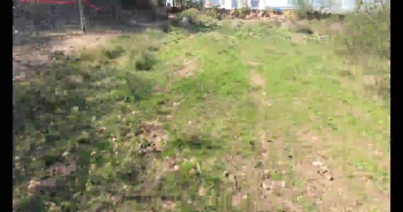 DOGO ARGENTINO HUNTING BOARS