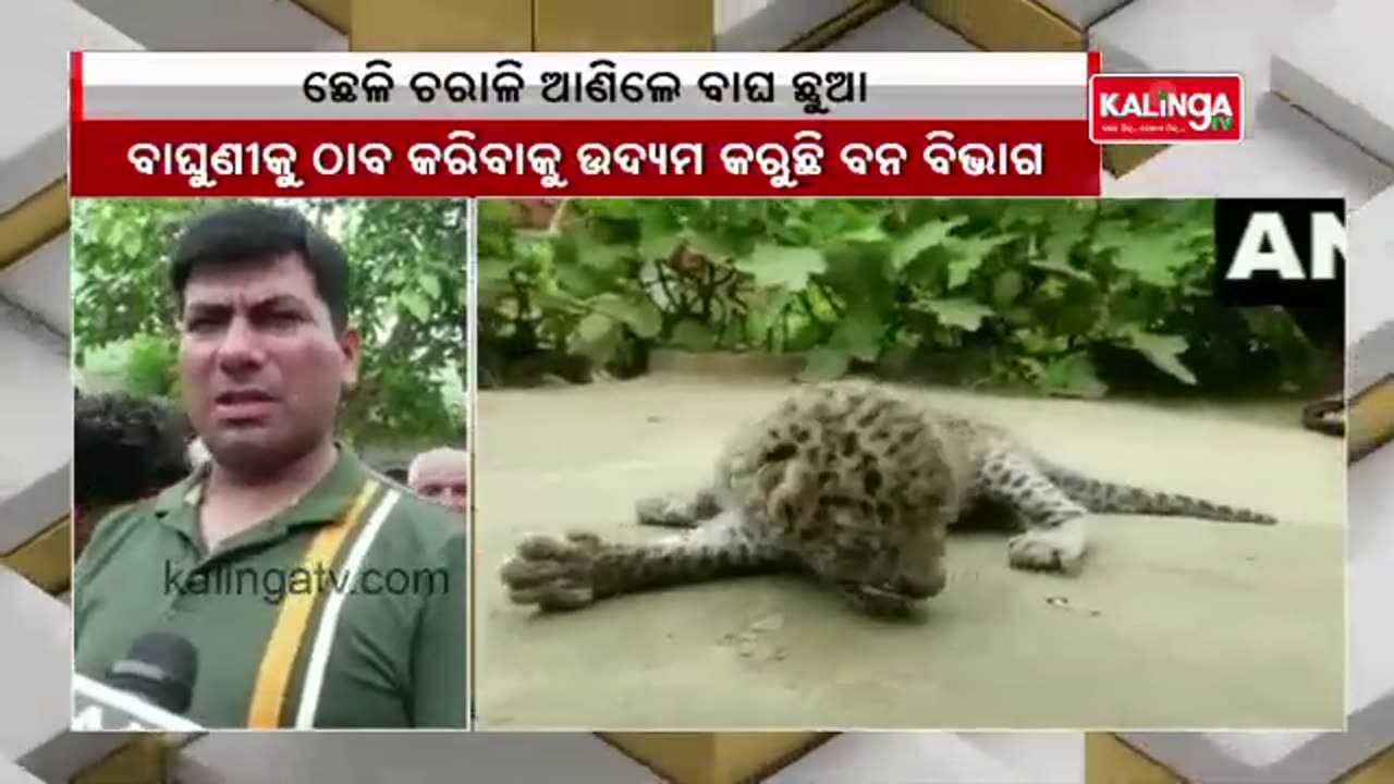 Herdsman Found Two New Born Tiger Cubs In Haryana || KalingaTV