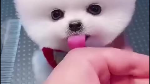 Cute Puppy 🐕 🐶🐕