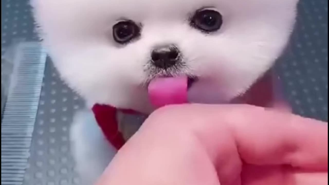 Cute Puppy 🐕 🐶🐕