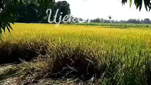 View of Rice Fields parwet