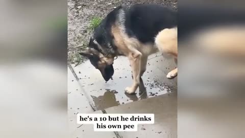 Best Funny Animal Videos 2023