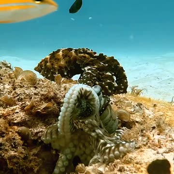 Octopus Punches Annoying Fish
