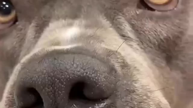 Top 3 funniest pitbull dog video