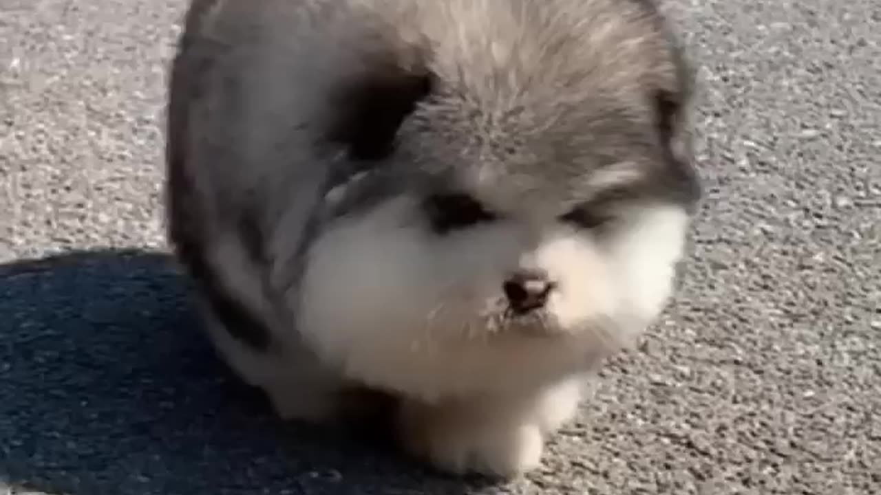 Cute Alaskan malamute pups