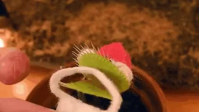 plant will die on tap water