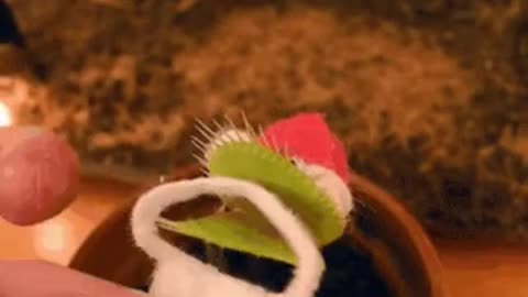 plant will die on tap water