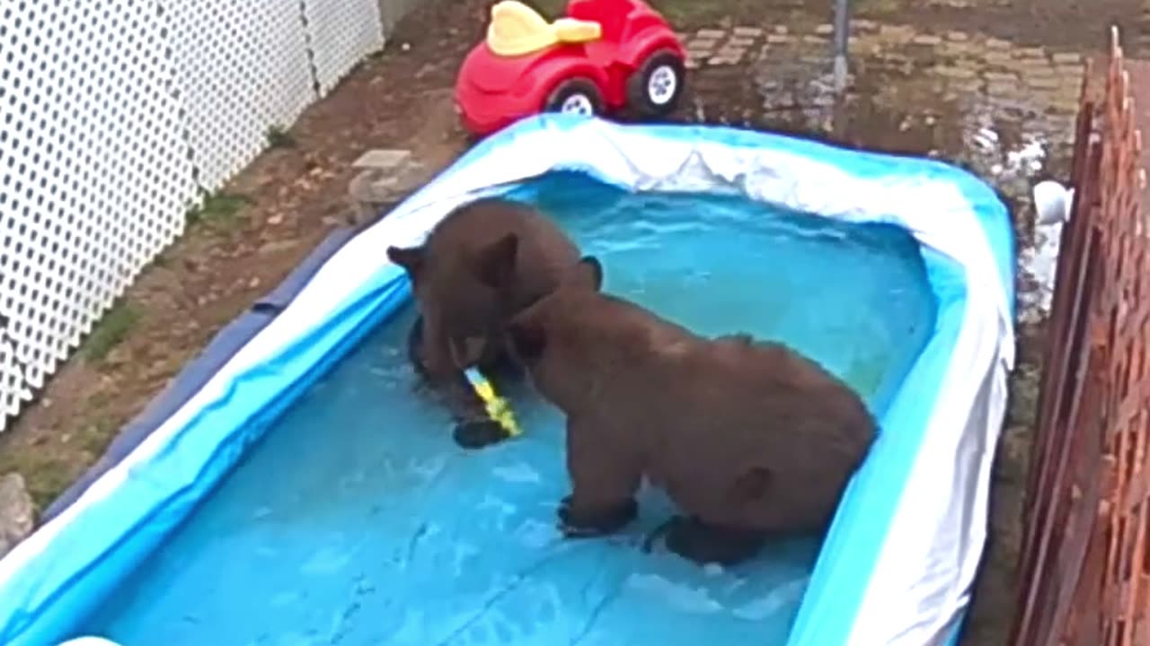 Four Bears Play In Backyard Pool