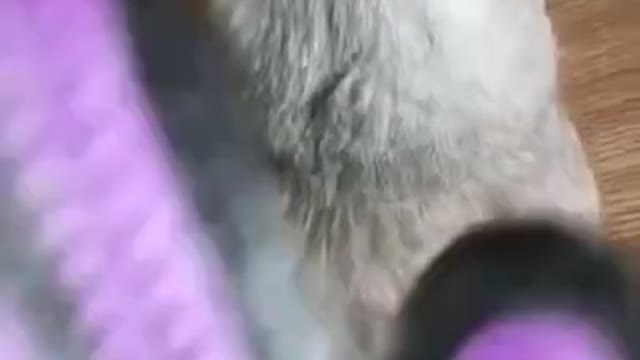 Funny cat