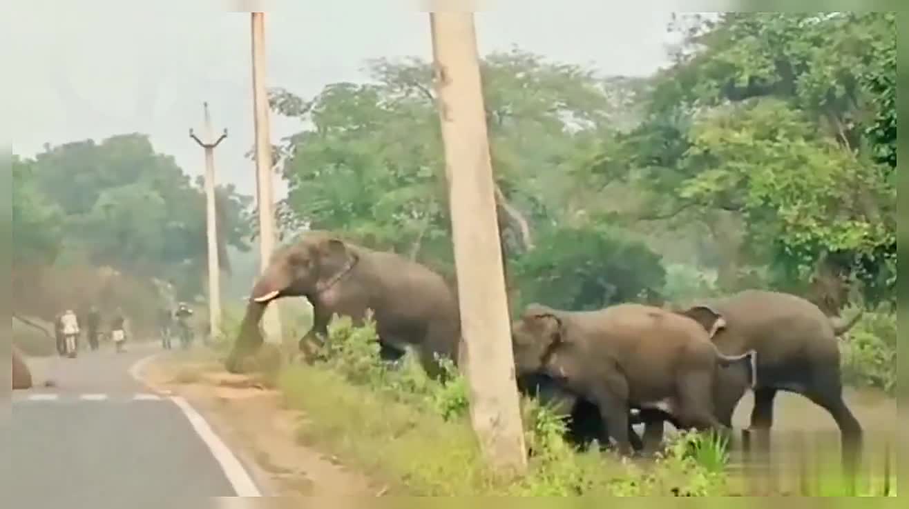 A Group Of Elephant Crossing Road A Herd Of Elephant Nature Wildlife Elephants Forest