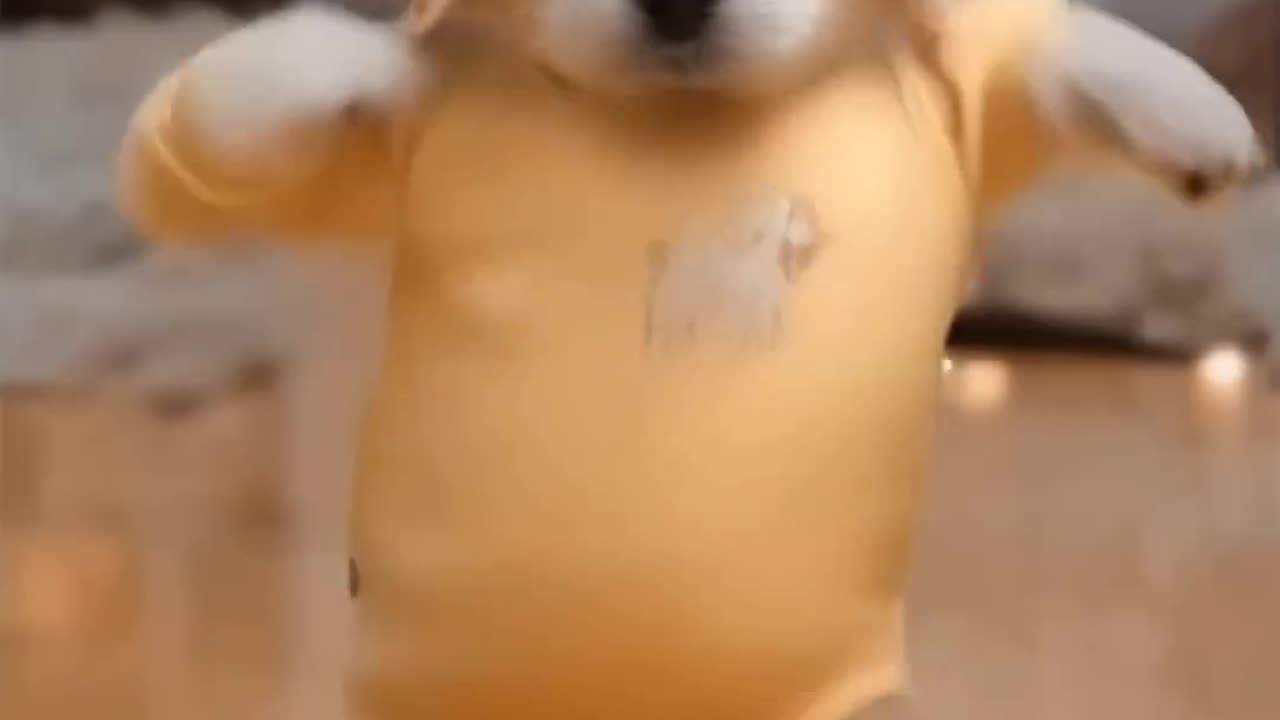 cute dancing dog