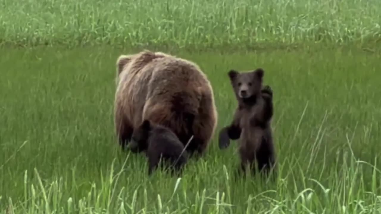 Baby 🍼 🐻 waves 😍 goodbye #nature#bear#brown#view