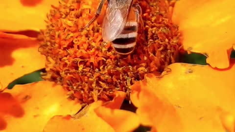 Honey Production