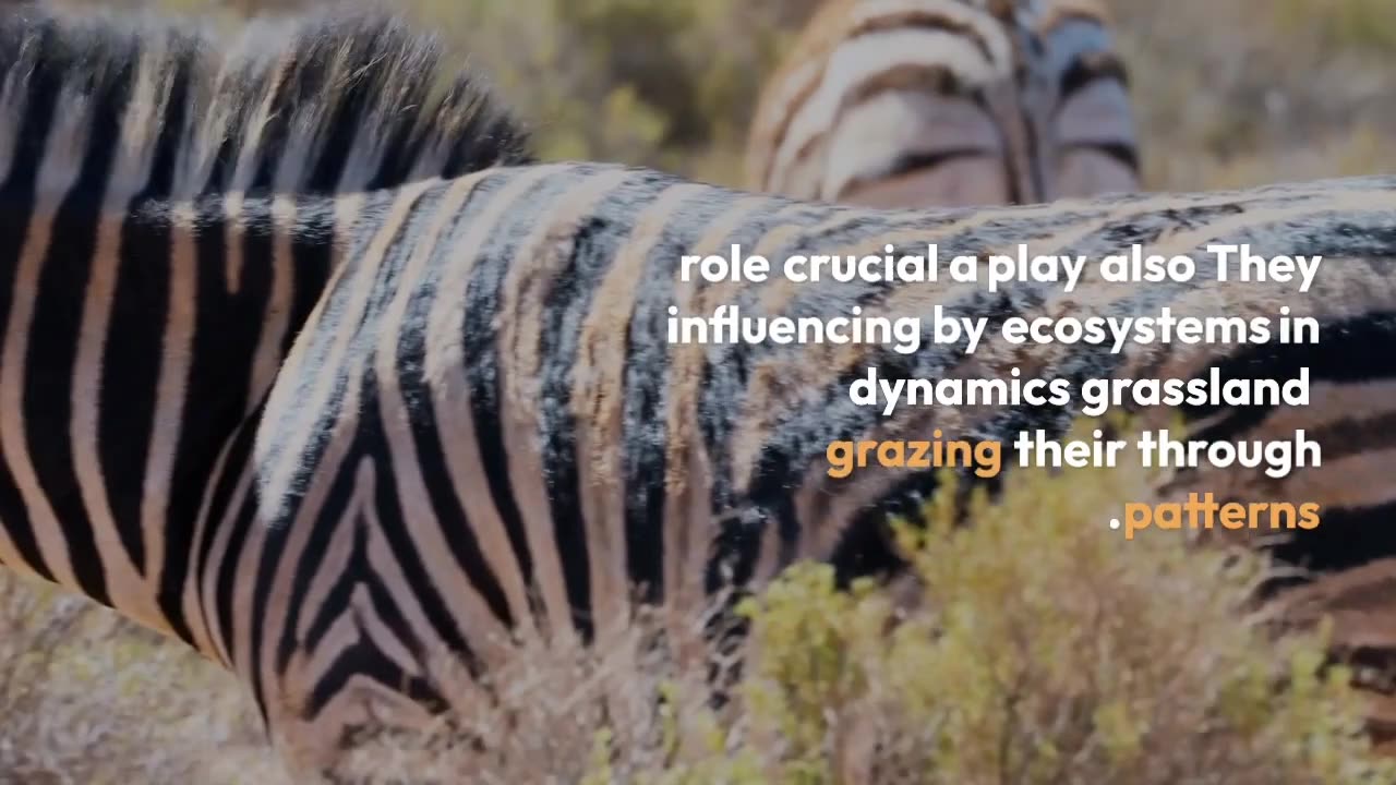 life of a zebra