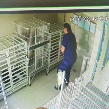 Mujer veterinaria canta a los perros enfermos (Dancing Queen)