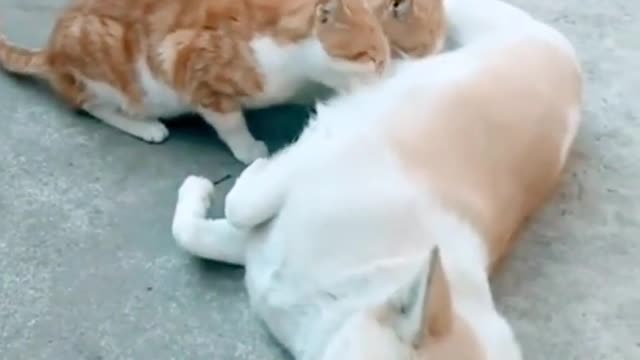 100 Animals and Baby 🍼 Animals Dogs and Cats love