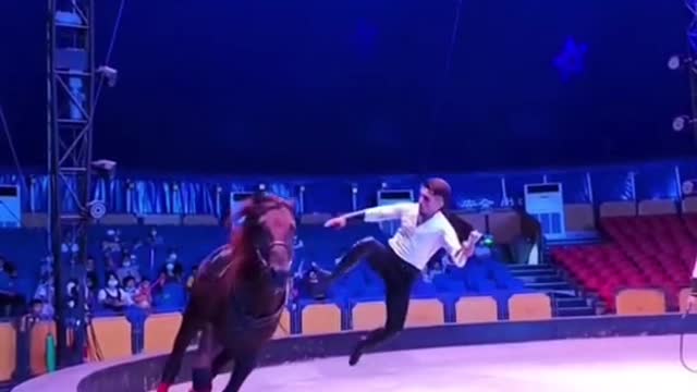 Wonderful equestrian show