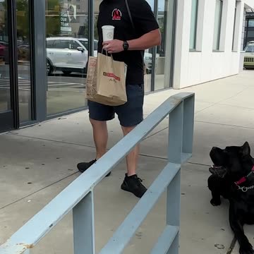 Cane Corso EXTENDED Down Stay at Chipotle