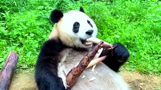 Can be lovely love pandas, who can not love