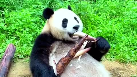 Can be lovely love pandas, who can not love