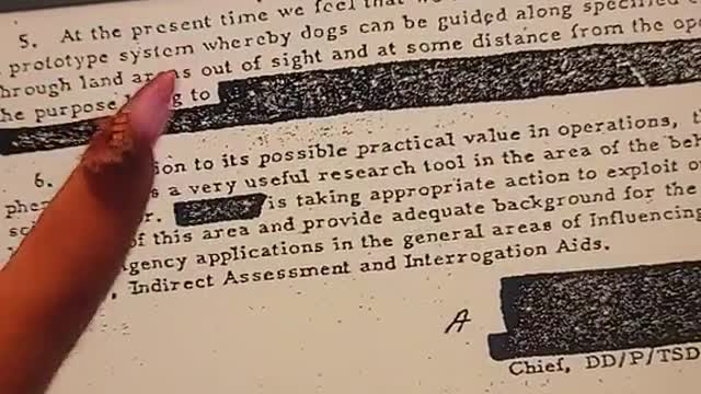 cameras in the birds