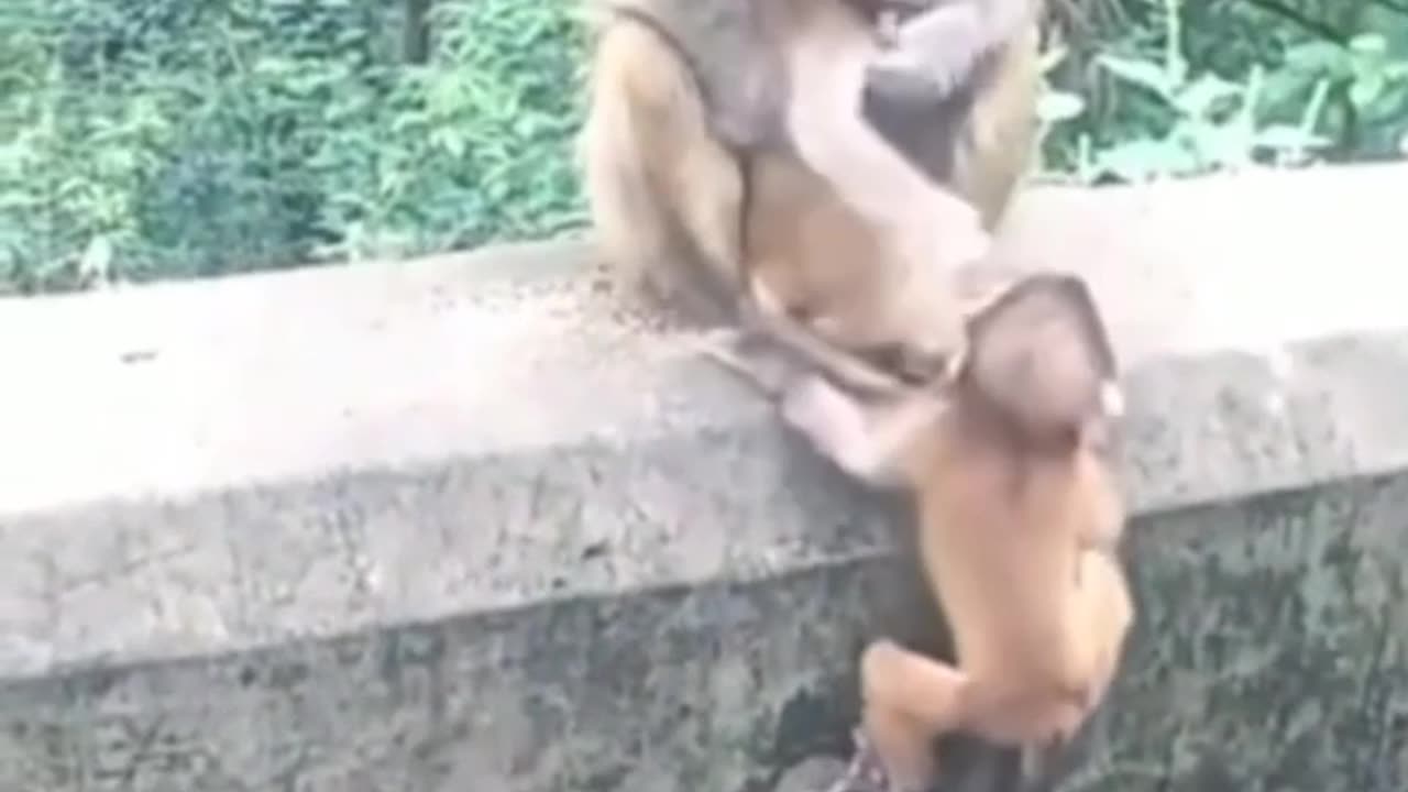 monkey rescue