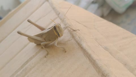 Grasshopper