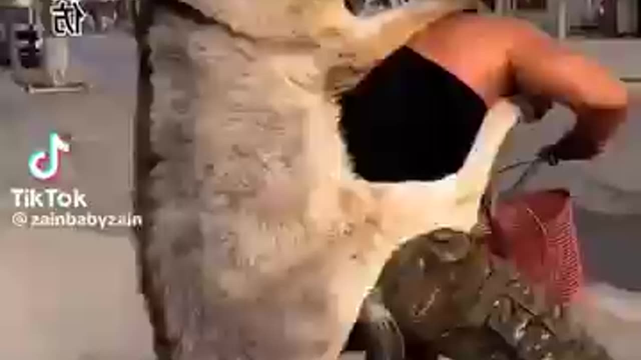 This is most funny donkey