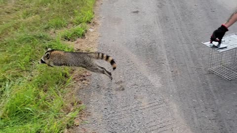 SLO MO RACCOON LEAPING TO FREEDOM