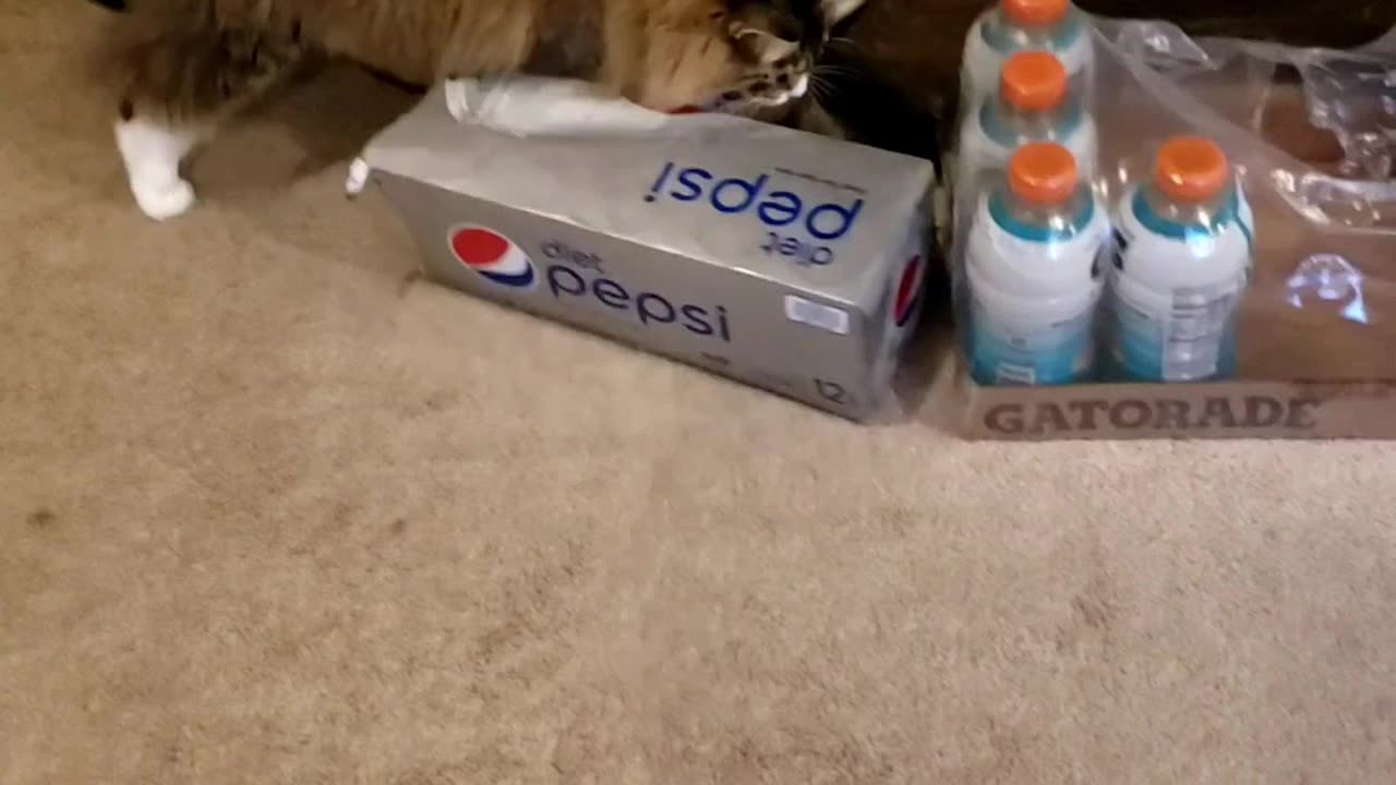 Petunia The Norwegian Forest Cat Playing With Her Favorite Ball