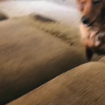 DOG DIVES HEAD FIRST INTO COUCH (HILARIOUS)