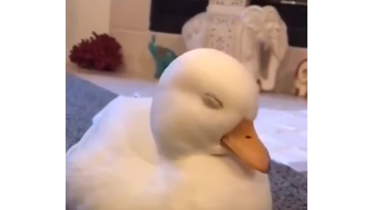 Sleeping Duck