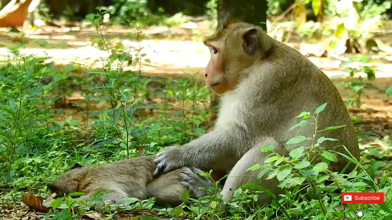 Monkey meeting each other for kids first time | monkey meeting | animals meeting pet's meeting