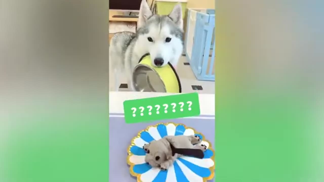 Dog Reaction to Cutting Cake | Funny Dog Cake Reaction Compilation