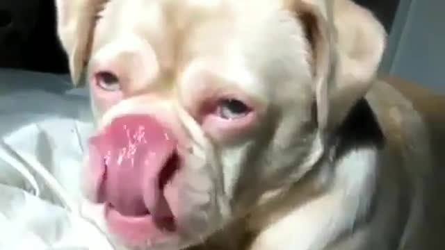 Cute Pet Video