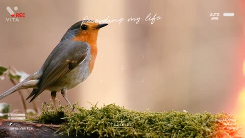 The bird is calling and eating food