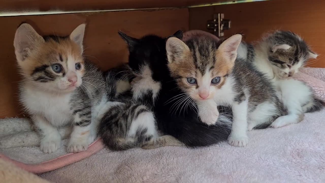 Kittens are so adorable you will fall in love with them