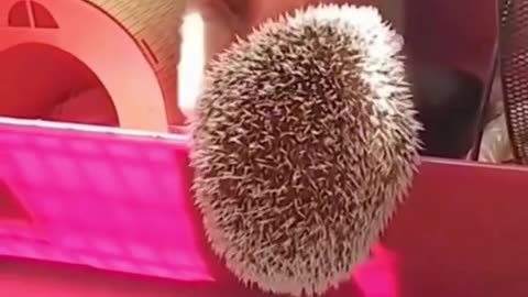 Funny & Cute Cat