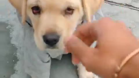 Labrador puppy Training