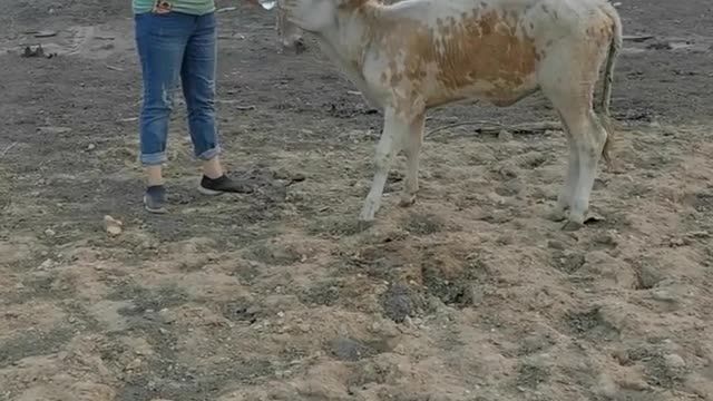 Volunteers rescue animals in Yakutia after huge fires