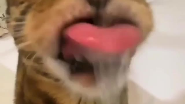 Cat drink water in washroom funny moment