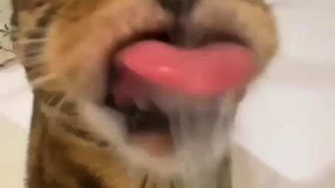 Cat drink water in washroom funny moment