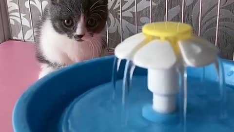 OMG So Cute Cats ♥ Best Funny Cat ❤️🐈Videos 2021 #shorts