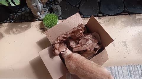 Cat Brain Games #2 - keep your smart hunter House Cat Engaged and Happy with games (paper & box)